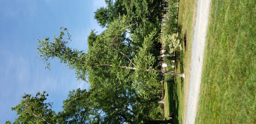 Betula nigra plantplacesimage20190821_132908.jpg