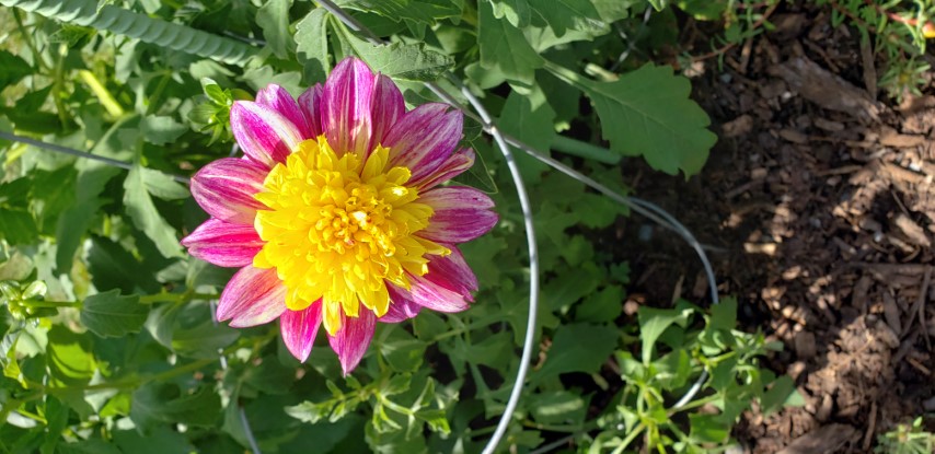 Dahlia spp plantplacesimage20190821_133147.jpg