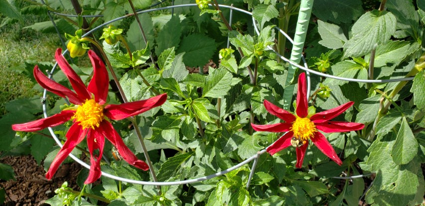 Dahlia hybrid plantplacesimage20190821_133249.jpg