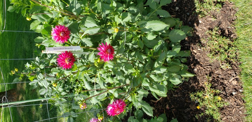 Dahlia hybrid plantplacesimage20190821_133440.jpg