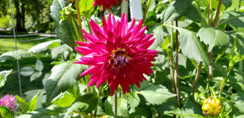 Dahlia hybrid plantplacesimage20190821_133450.jpg