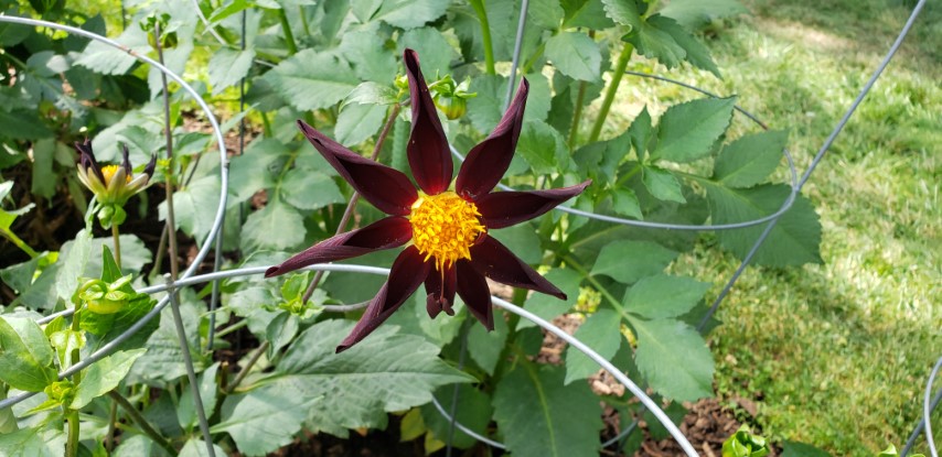 Dahlia hybrid plantplacesimage20190821_133543.jpg