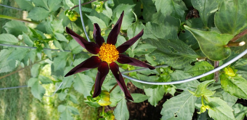 Dahlia hybrid plantplacesimage20190821_133556.jpg