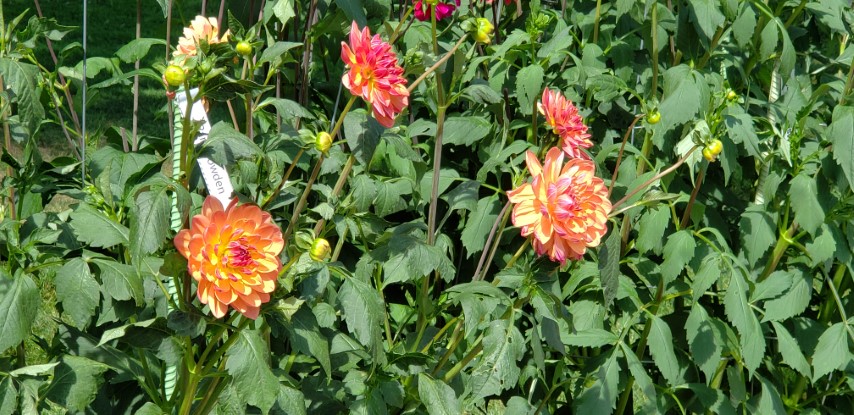 Dahlia hybrid plantplacesimage20190821_133647.jpg