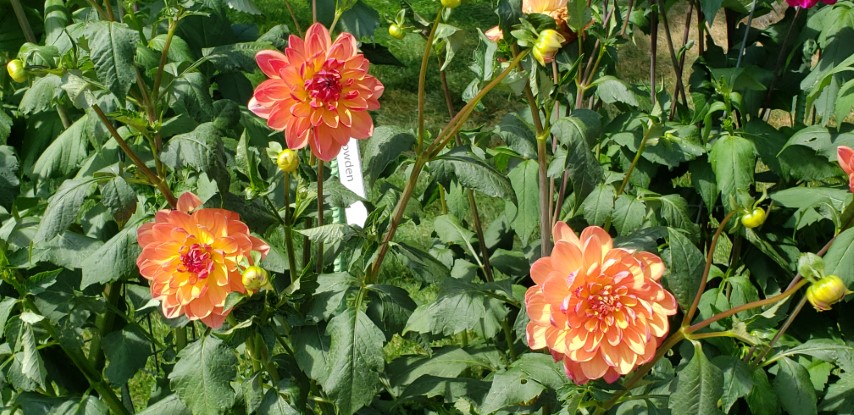 Dahlia hybrid plantplacesimage20190821_133709.jpg