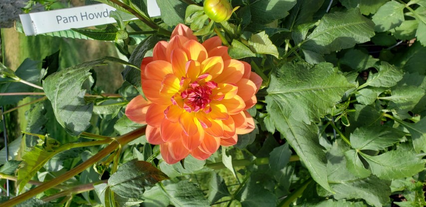 Dahlia hybrid plantplacesimage20190821_133724.jpg