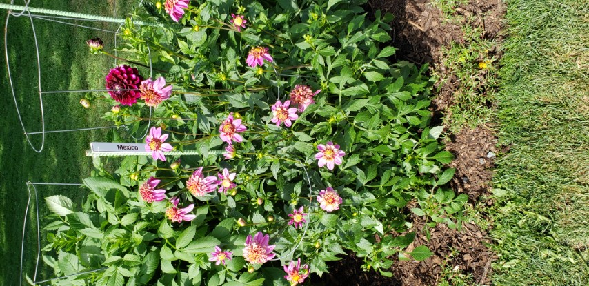 Dahlia hybrid plantplacesimage20190821_133810.jpg