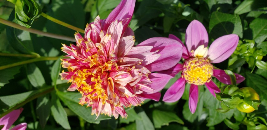 Dahlia hybrid plantplacesimage20190821_133822.jpg