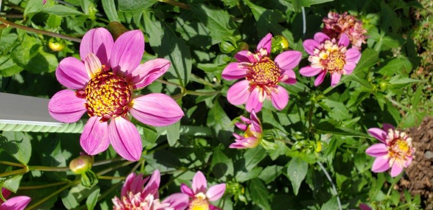 Dahlia hybrid plantplacesimage20190821_133839.jpg