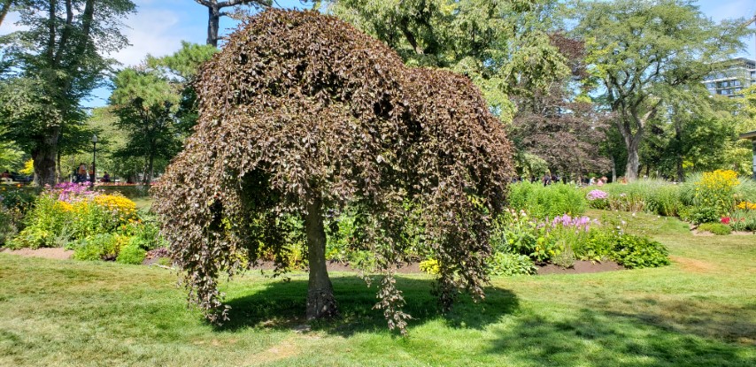 Fagus sylvatica plantplacesimage20190821_133950.jpg