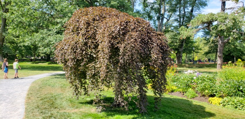 Fagus sylvatica plantplacesimage20190821_134020.jpg