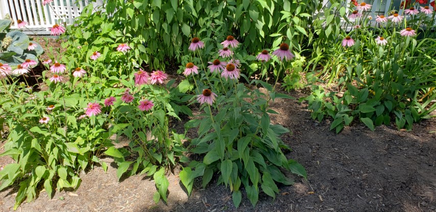 Echinacea purpurea plantplacesimage20190821_134414.jpg