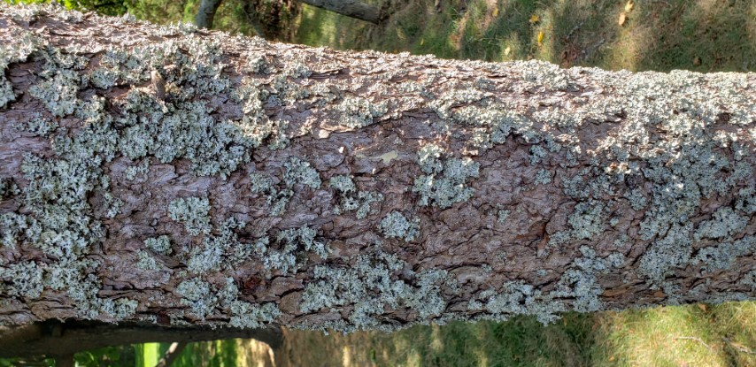 Larix laricina plantplacesimage20190821_135550.jpg