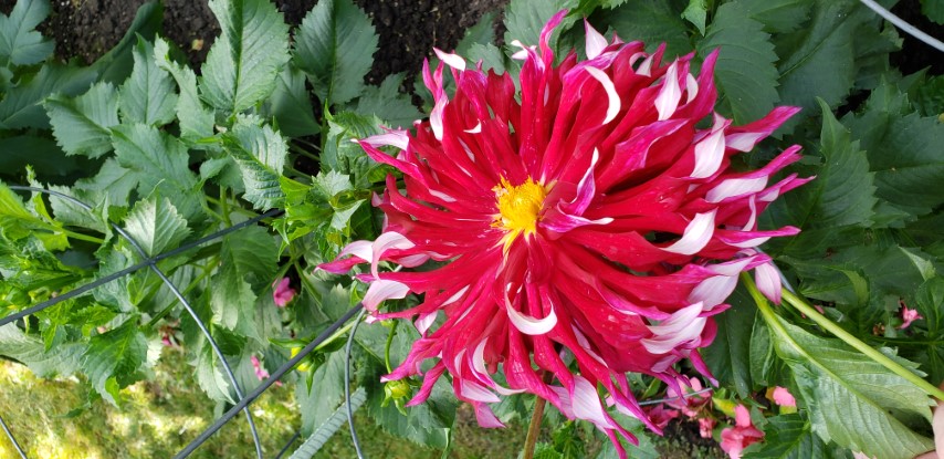 Dahlia hybrid plantplacesimage20190821_140025.jpg