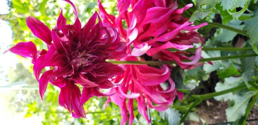 Dahlia hybrid plantplacesimage20190821_140042.jpg