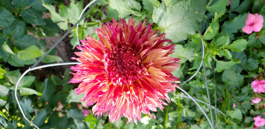 Dahlia hybrid plantplacesimage20190821_140134.jpg