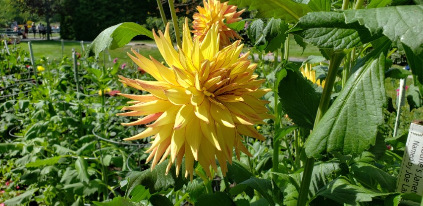 Dahlia hybrid plantplacesimage20190821_140250.jpg