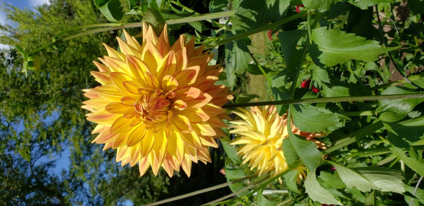 Dahlia hybrid plantplacesimage20190821_140309.jpg