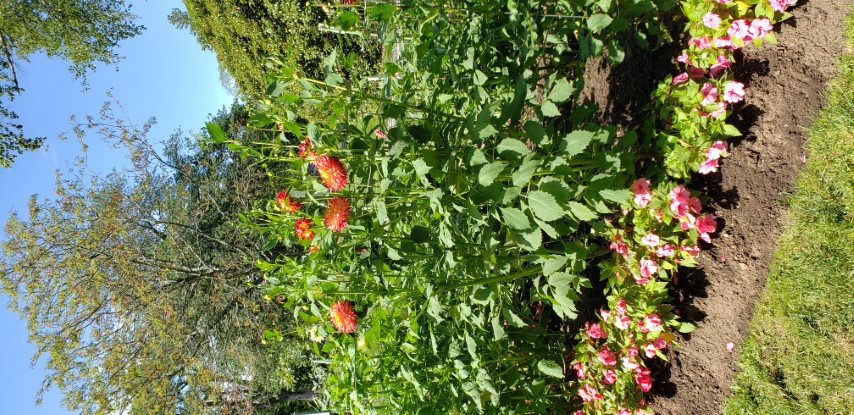 Dahlia hybrid plantplacesimage20190821_140436.jpg