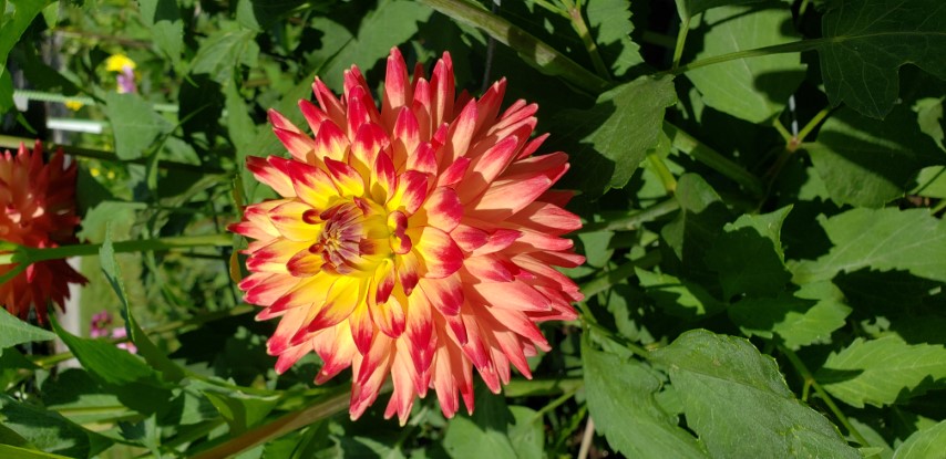 Dahlia hybrid plantplacesimage20190821_140447.jpg