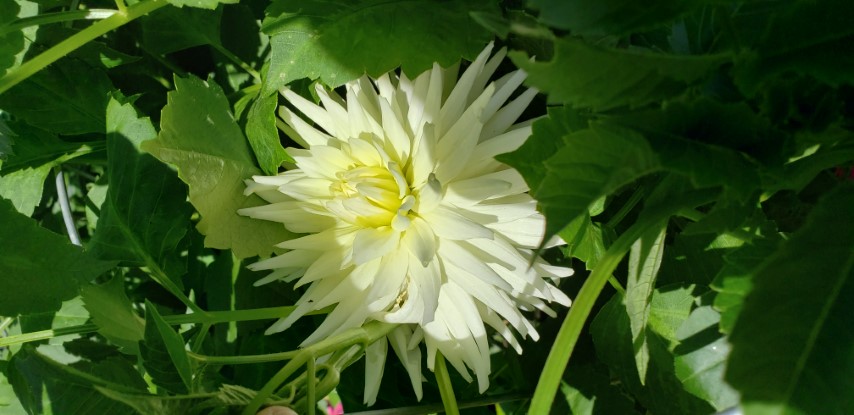 Dahlia hybrid plantplacesimage20190821_140551.jpg