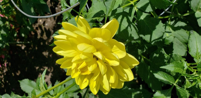 Dahlia hybrid plantplacesimage20190821_140656.jpg