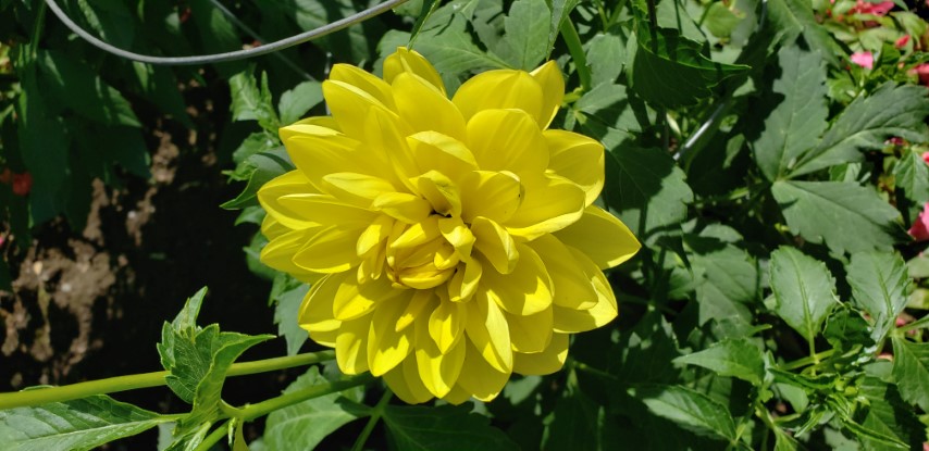 Dahlia hybrid plantplacesimage20190821_140709.jpg