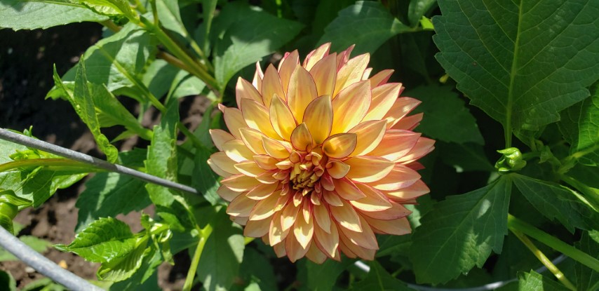 Dahlia hybrid plantplacesimage20190821_140814.jpg