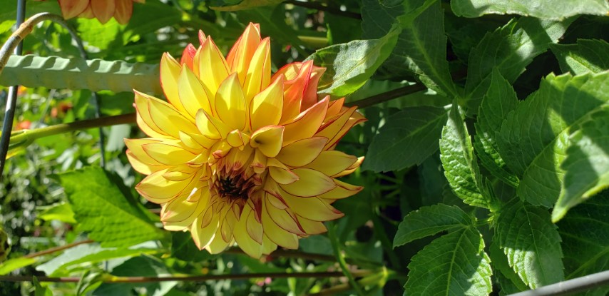 Dahlia hybrid plantplacesimage20190821_140831.jpg