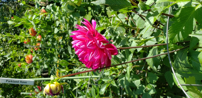 Dahlia hybrid plantplacesimage20190821_140953.jpg