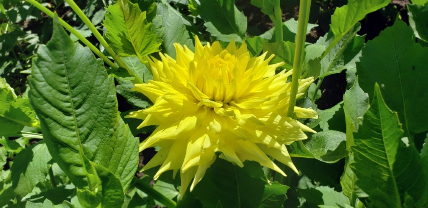 Dahlia hybrid plantplacesimage20190821_141040.jpg