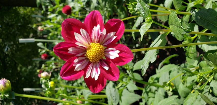 Dahlia hybrid plantplacesimage20190821_141127.jpg