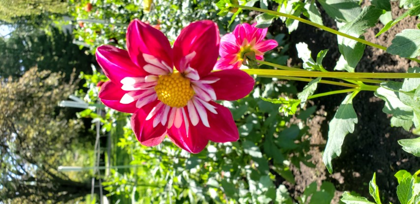 Dahlia hybrid plantplacesimage20190821_141144.jpg