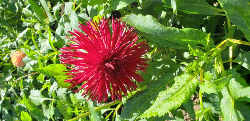 Dahlia hybrid plantplacesimage20190821_141226.jpg