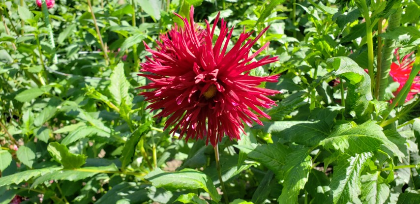 Dahlia hybrid plantplacesimage20190821_141236.jpg