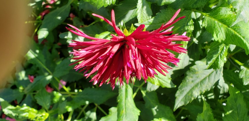 Dahlia hybrid plantplacesimage20190821_141246.jpg