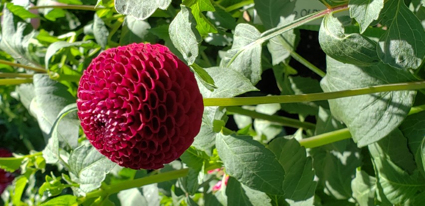 Dahlia hybrid plantplacesimage20190821_141337.jpg