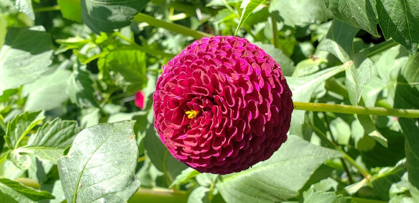 Dahlia hybrid plantplacesimage20190821_141351.jpg