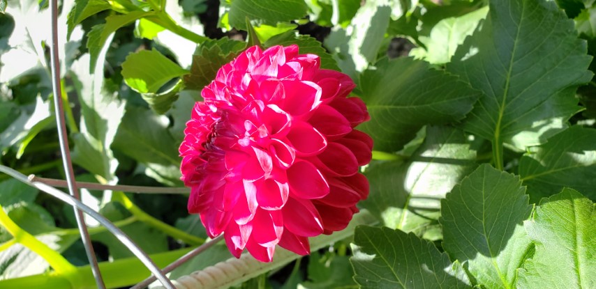 Dahlia hybrid plantplacesimage20190821_141445.jpg