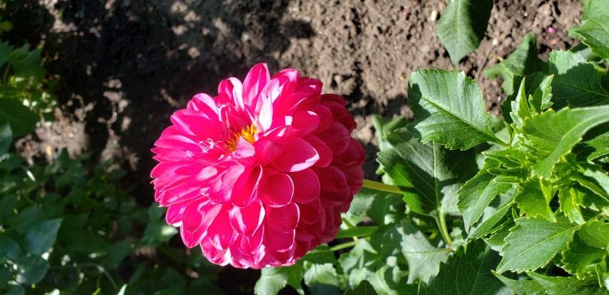 Dahlia hybrid plantplacesimage20190821_141457.jpg