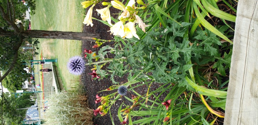 Echinops ritro plantplacesimage20190822_095016.jpg