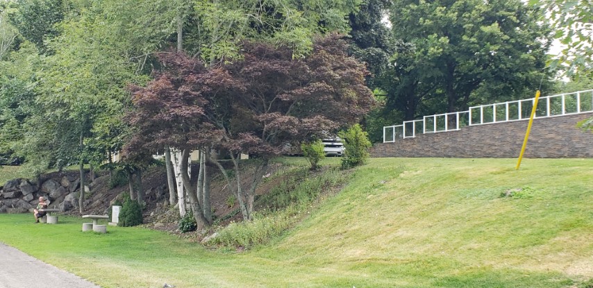 Acer palmatum plantplacesimage20190822_102121.jpg