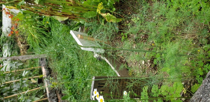 Anethum graveolens plantplacesimage20190822_112057.jpg