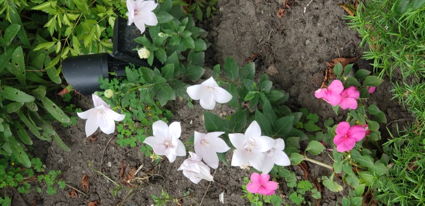 Platycodon grandiflorus plantplacesimage20190822_113704.jpg