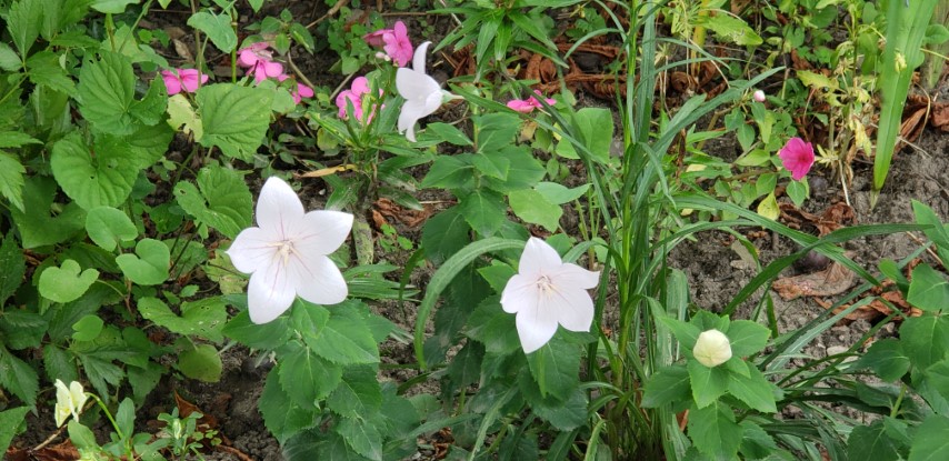 Platycodon grandiflorus plantplacesimage20190822_113722.jpg