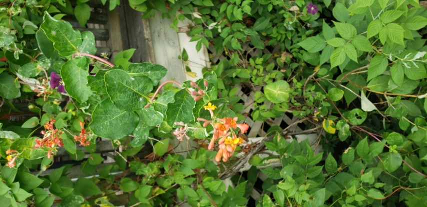 Lonicera sempervirens plantplacesimage20190822_113821.jpg