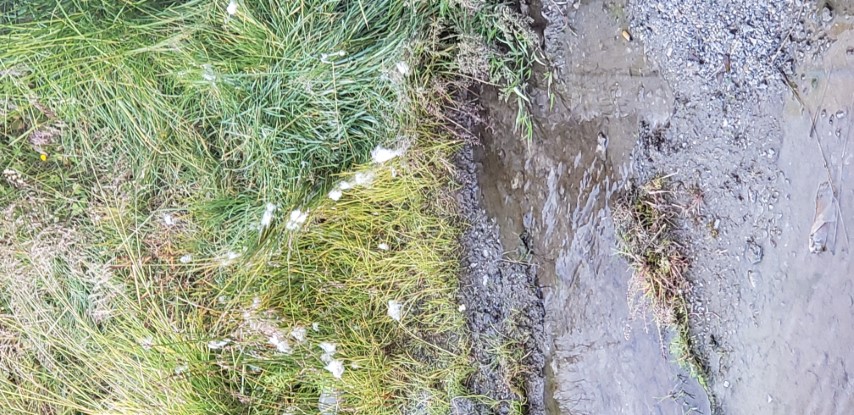 Eriophorum angustifolium plantplacesimage20190826_084610.jpg