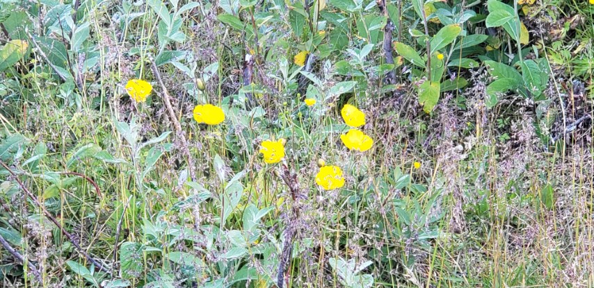 Papaver radicatum plantplacesimage20190826_093817.jpg