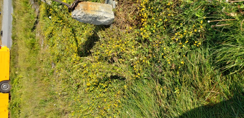 Ranunculus nivalis plantplacesimage20190826_095951.jpg