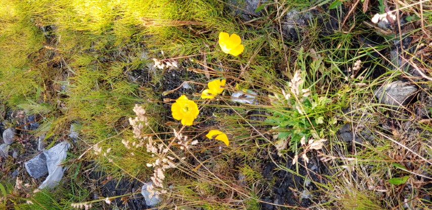 Papaver radicatum plantplacesimage20190826_101614.jpg